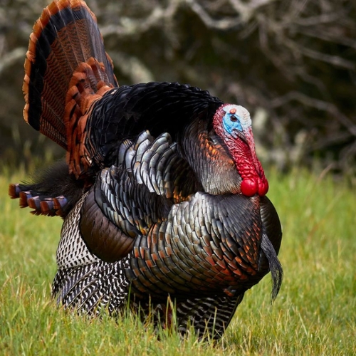 SSC Annual Turkey Raffle, Sat, Nov 15, 2025 - Somerset Sportsman's Club ...